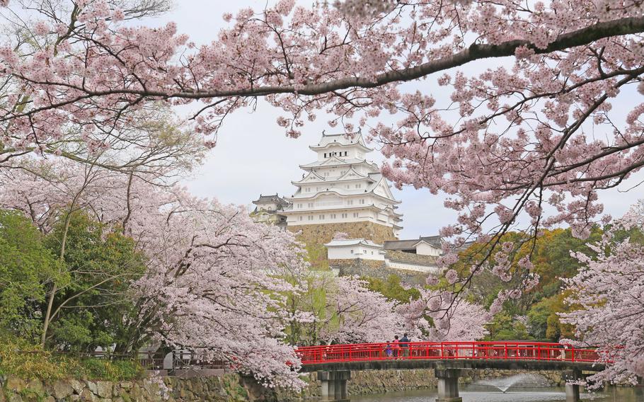 Himeji Castle and cherry blossom trees; people walking on the bridge.